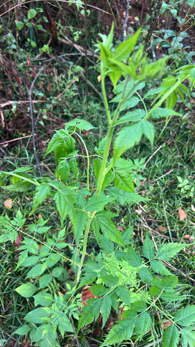 Chinaberry