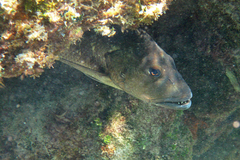 Lutjanus cyanopterus