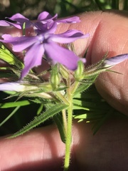 Phlox pilosa