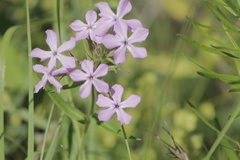 Phlox pilosa