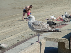 Larus argentatus