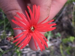 Silene laciniata laciniata