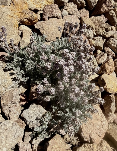 Smelowskia ovalis, 2026-07-27