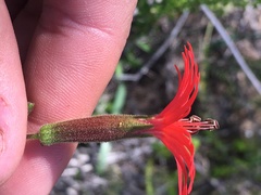 Silene laciniata laciniata