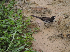 Motacilla maderaspatensis