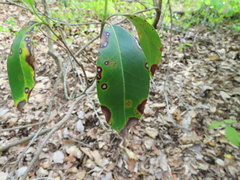 Diaporthe kalmiae