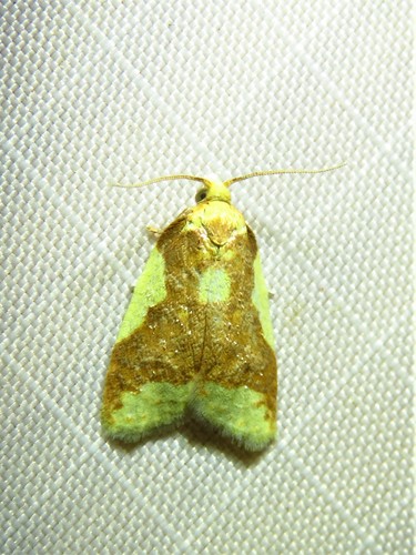 Beautiful Sparganothis Moth