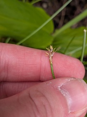 Eleocharis multicaulis