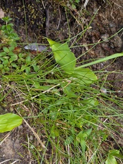 Eleocharis multicaulis, photograph (c) Michael, Antoni and Nihat Hinczewski, some rights reserved (CC BY)