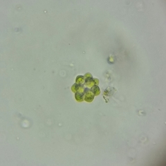 Coelastrum