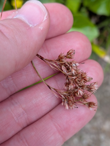 Luzula purpureosplendens, photograph 2