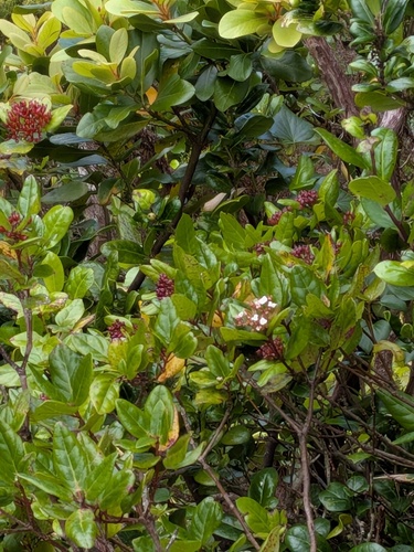 Viburnum treleasei, photograph 3