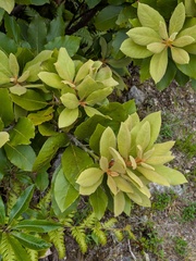 Laurus azorica, photograph (c) Michael, Antoni and Nihat Hinczewski, some rights reserved (CC BY)