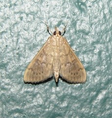 Psara obscuralis