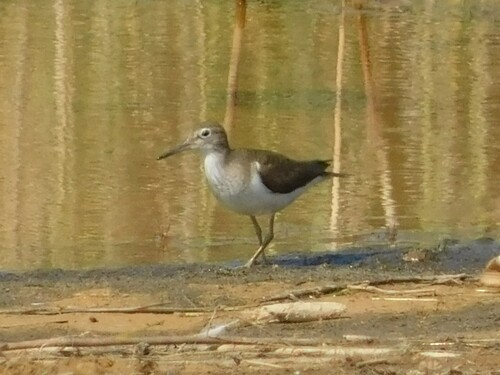iNaturalist image