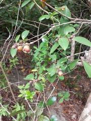 Cratoxylum cochinchinense