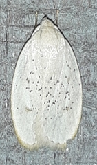 Durrantia piperatella