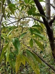 Melicope pteleifolia