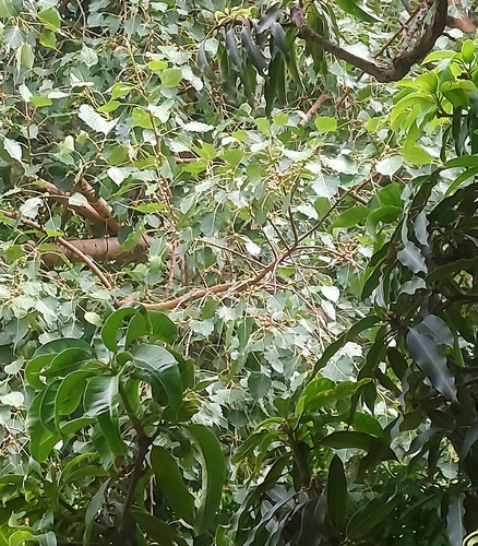 Brown-headed Barbet