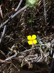 Eschscholzia ramosa