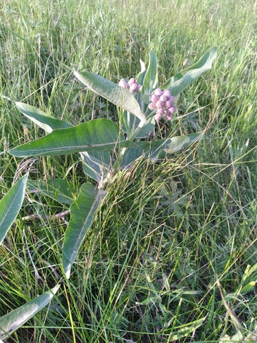 showy milkweed