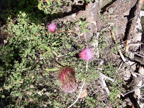 iNaturalist observation photo of Anderson's thistle