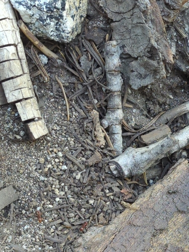 iNaturalist observation photo of Western Amazon Ant
