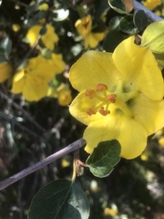 Fremontodendron californicum