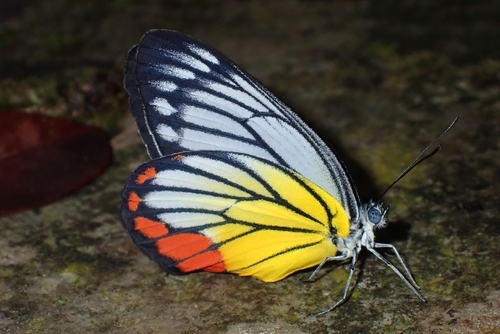 Painted Jezebel