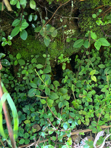 Peperomia leptostachya observed 2026-07-27