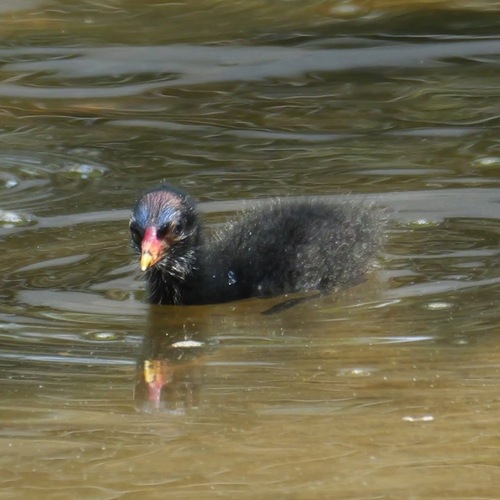 iNaturalist image