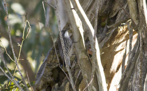White-throated Treecreeper