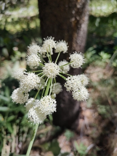 iNaturalist observation photo of ranger buttons