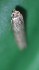 Elachistidae