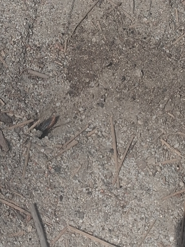 iNaturalist observation photo of Bees and Apoid Wasps