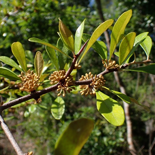 Sideroxylon tenax, photograph 2