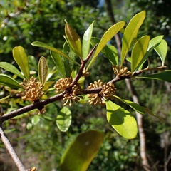 Sideroxylon tenax, photograph (c) Stan Shebs, some rights reserved (CC BY-SA)