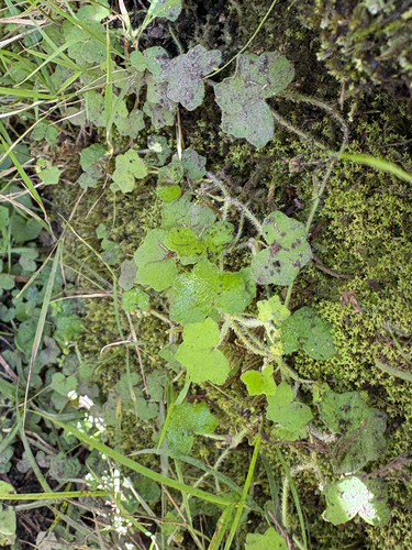 Hydrocotyle bowlesioides observed 2026-07-27