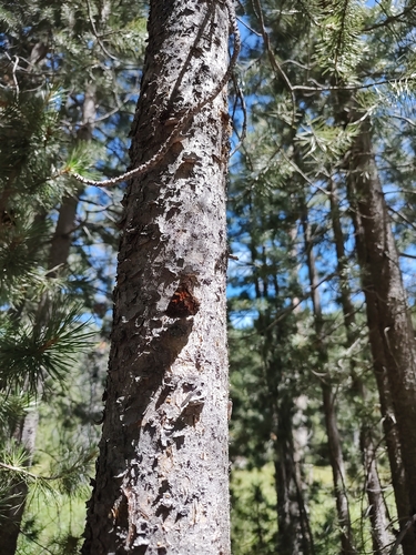 iNaturalist observation photo of California Tortoiseshell
