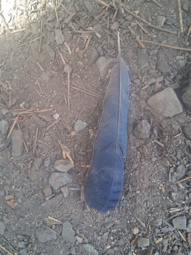 iNaturalist observation photo of Steller's Jay