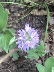 Hydrophyllum capitatum