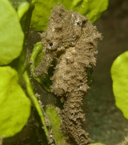 Hippocampus, 2026-07-09
