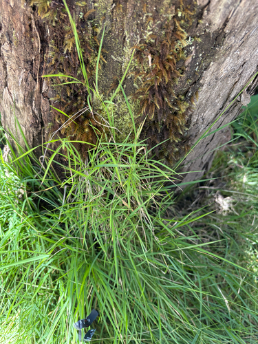 Microlaena stipoides observed 2026-07-27