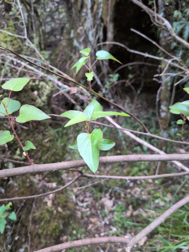 Vallea stipularis observed 2026-07-27