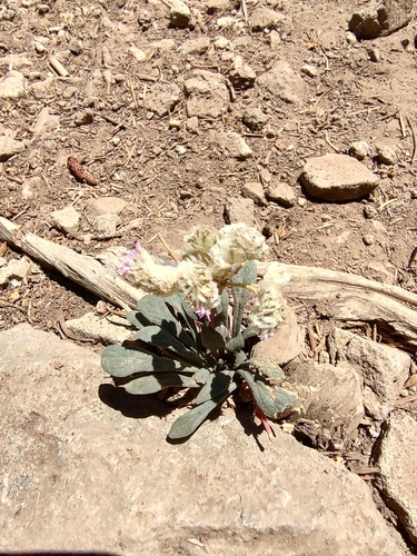 iNaturalist observation photo of pussypaws