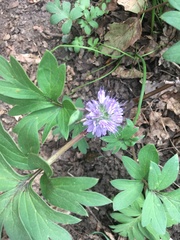 Hydrophyllum capitatum