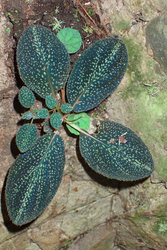Sonerila calophylla