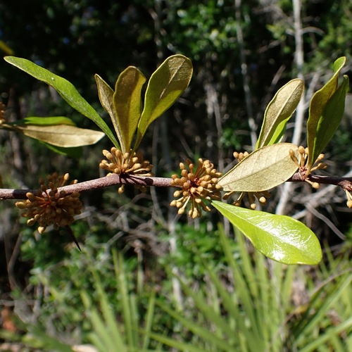 Sideroxylon tenax, photograph 3