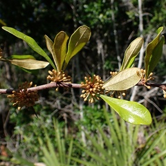 Sideroxylon tenax, photograph (c) Stan Shebs, some rights reserved (CC BY-SA)