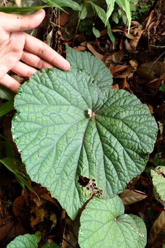 Begonia sinuata